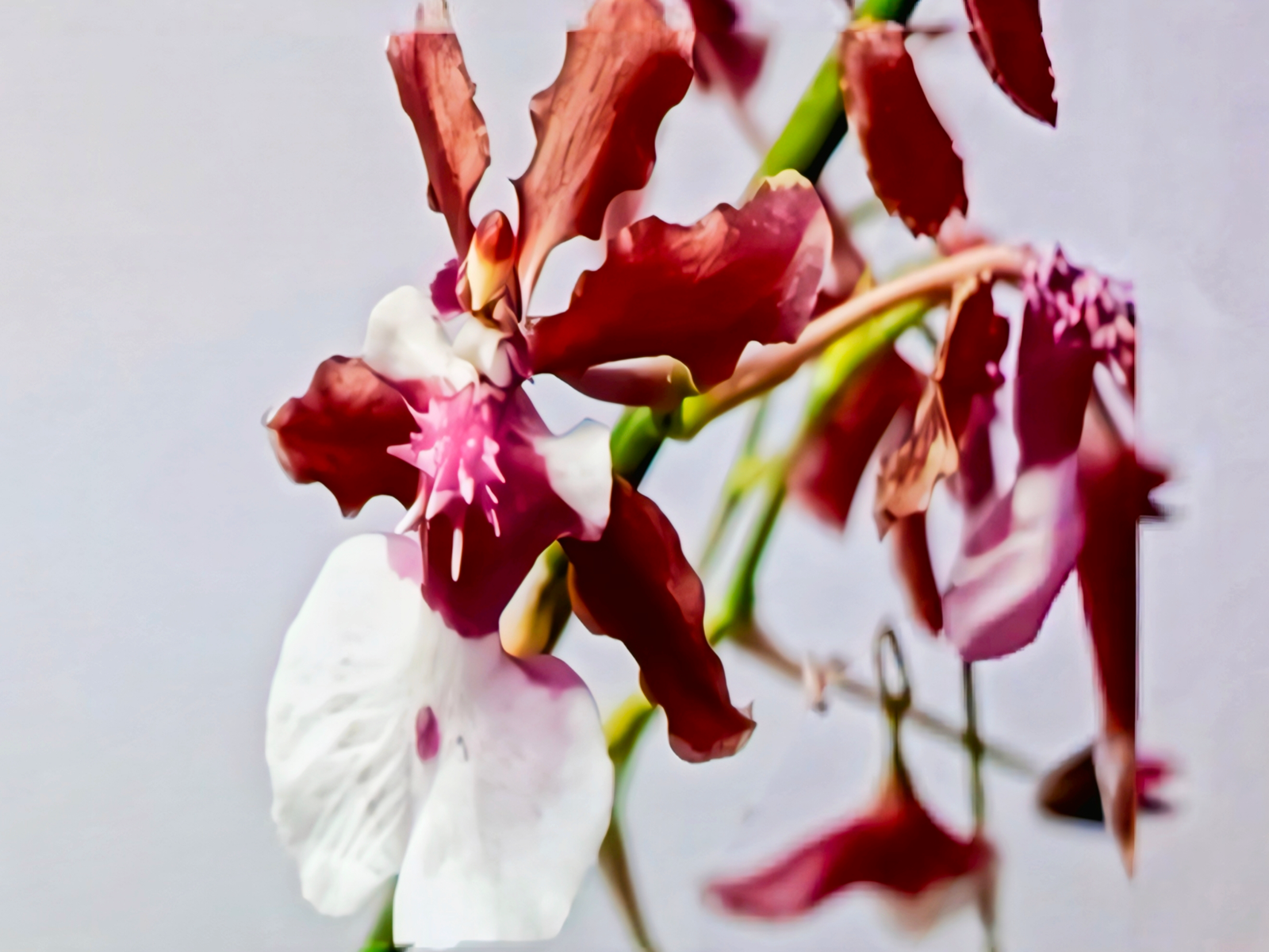 (Oncidium) Zeloncidesa Eeshta Venger