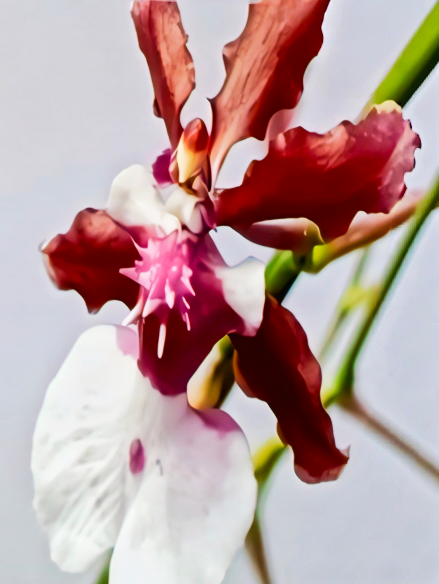 (Oncidium) Zeloncidesa Eeshta Venger