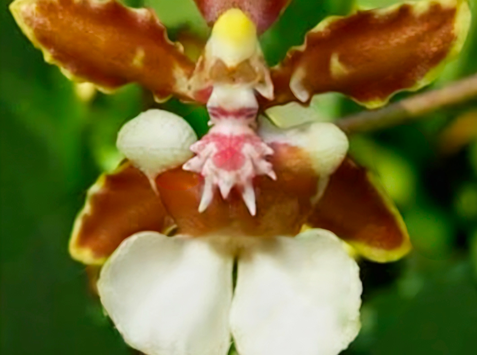  (Oncidium) Jairak Fragrant #283