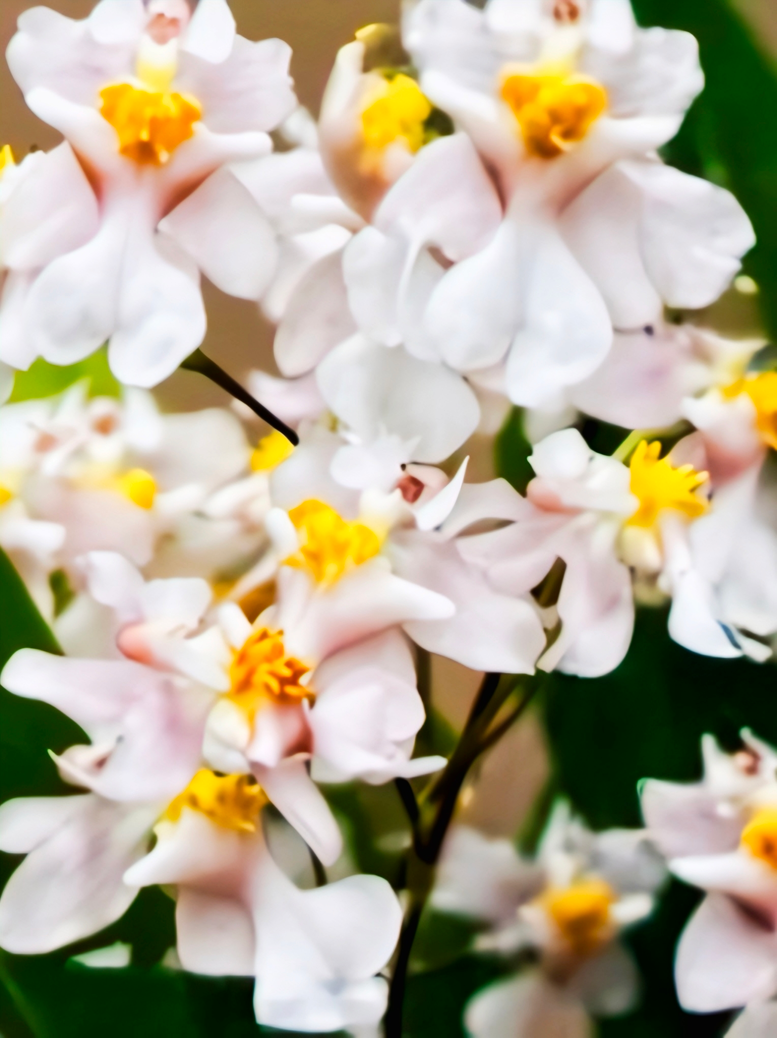 (Oncidium) Tsiku Marguerite