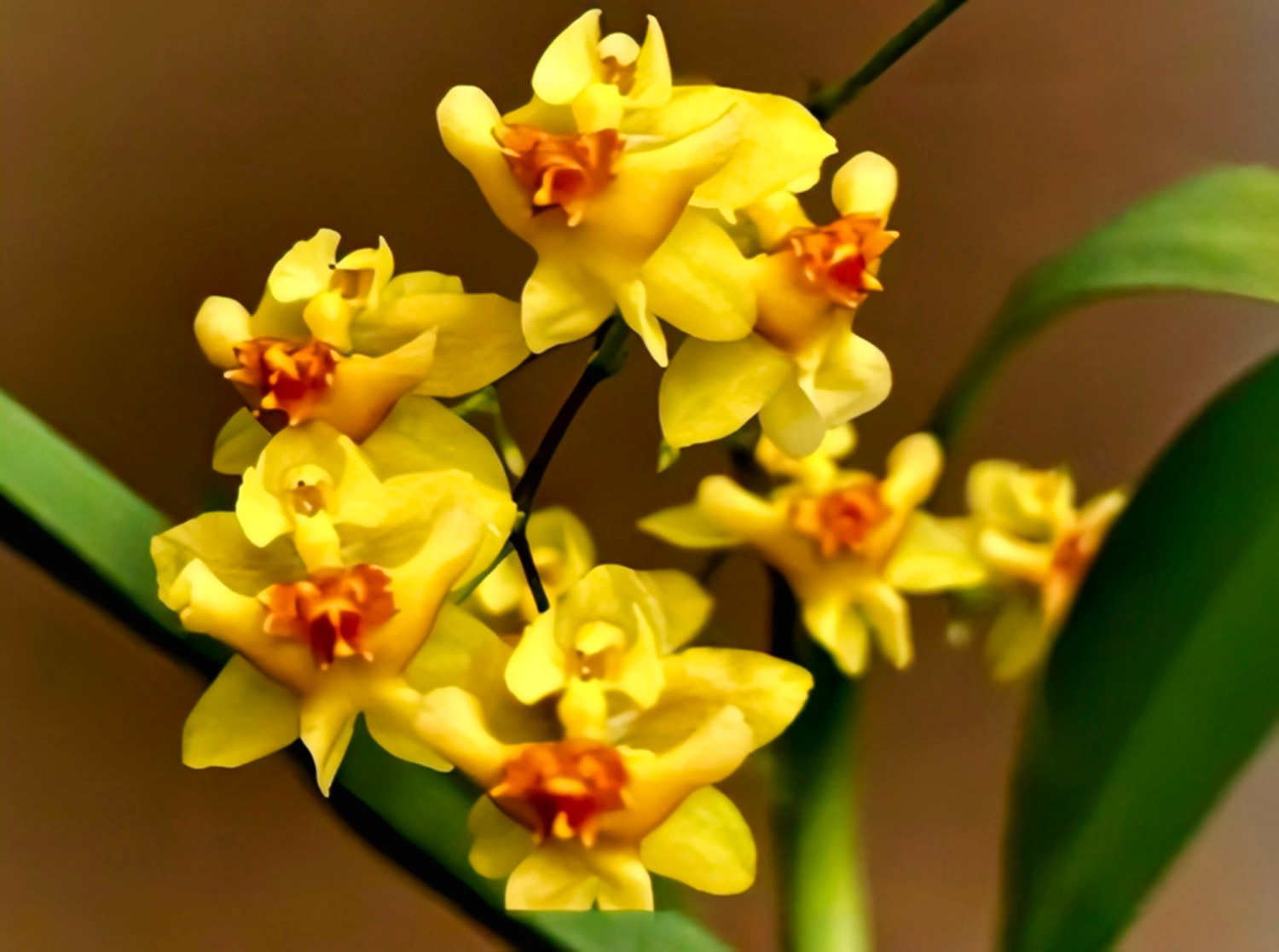 (Oncidium) Twinkle Oro