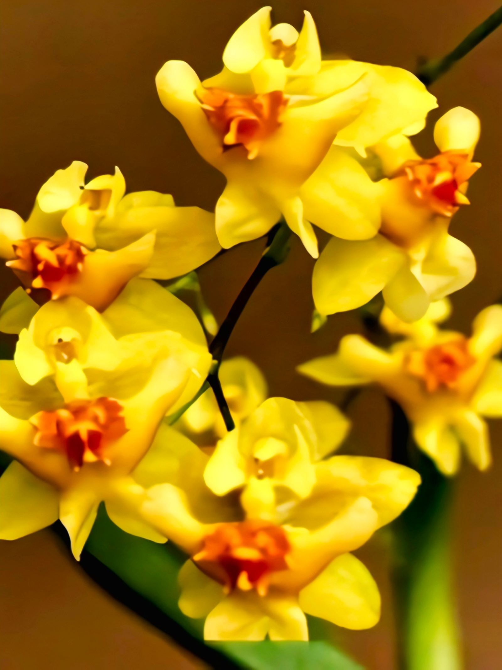 (Oncidium) Twinkle Oro