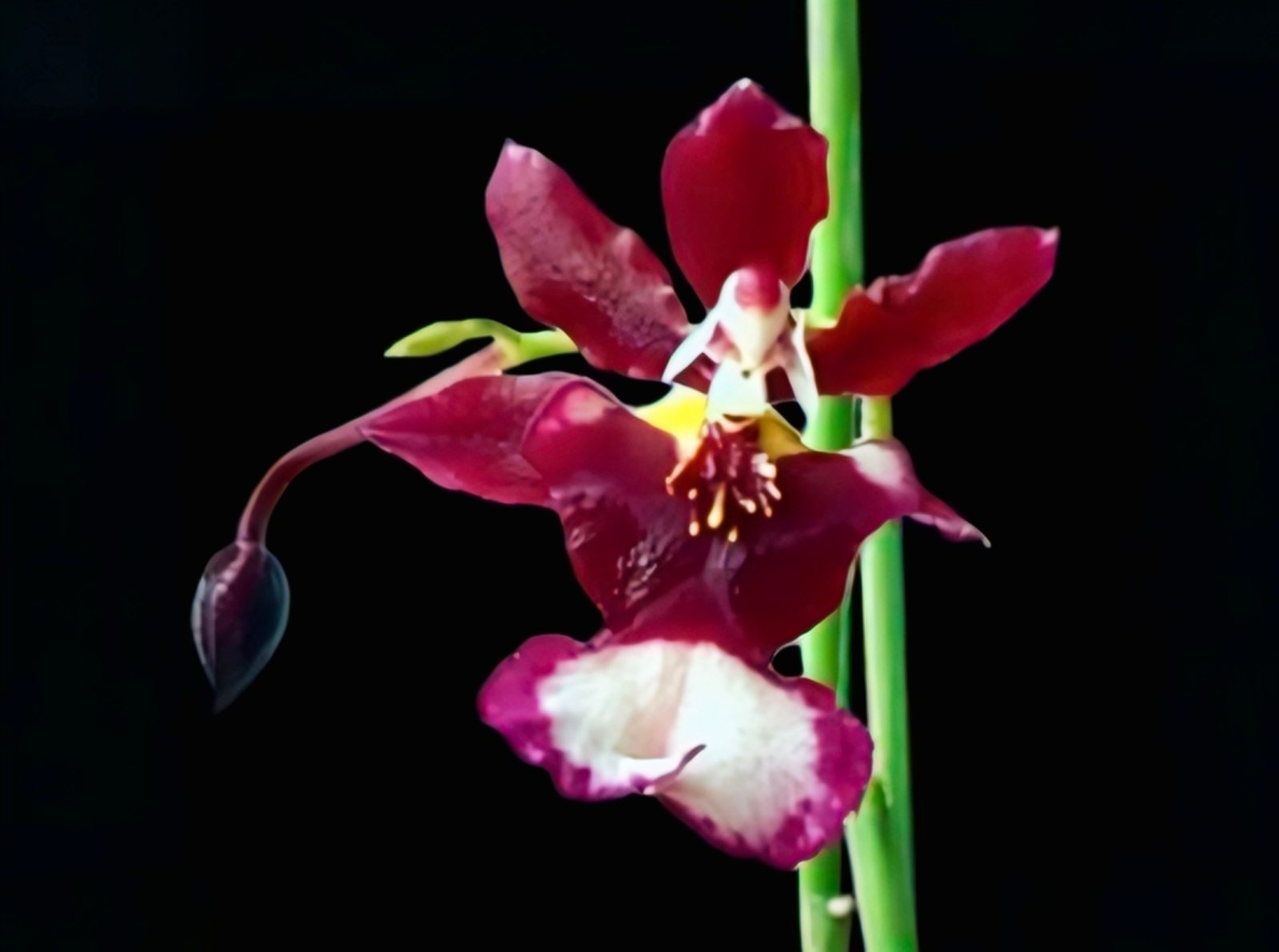  (Oncidium) Jairak Fragrant #284