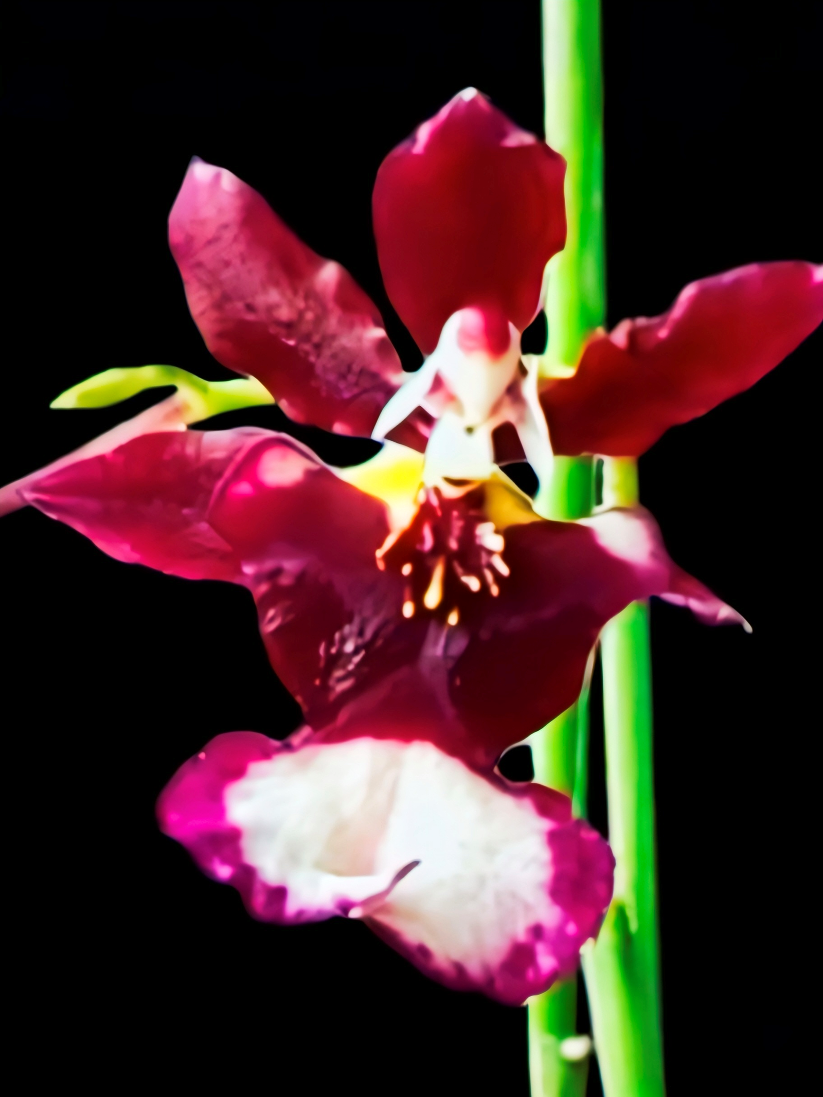 (Oncidium) Jairak Fragrant #284