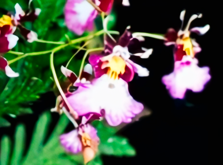(Oncidium) Fan Leaf
