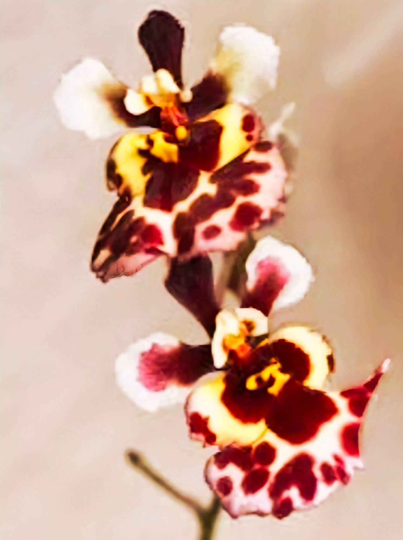 (Tolumnia) Golden Sunset Brownie