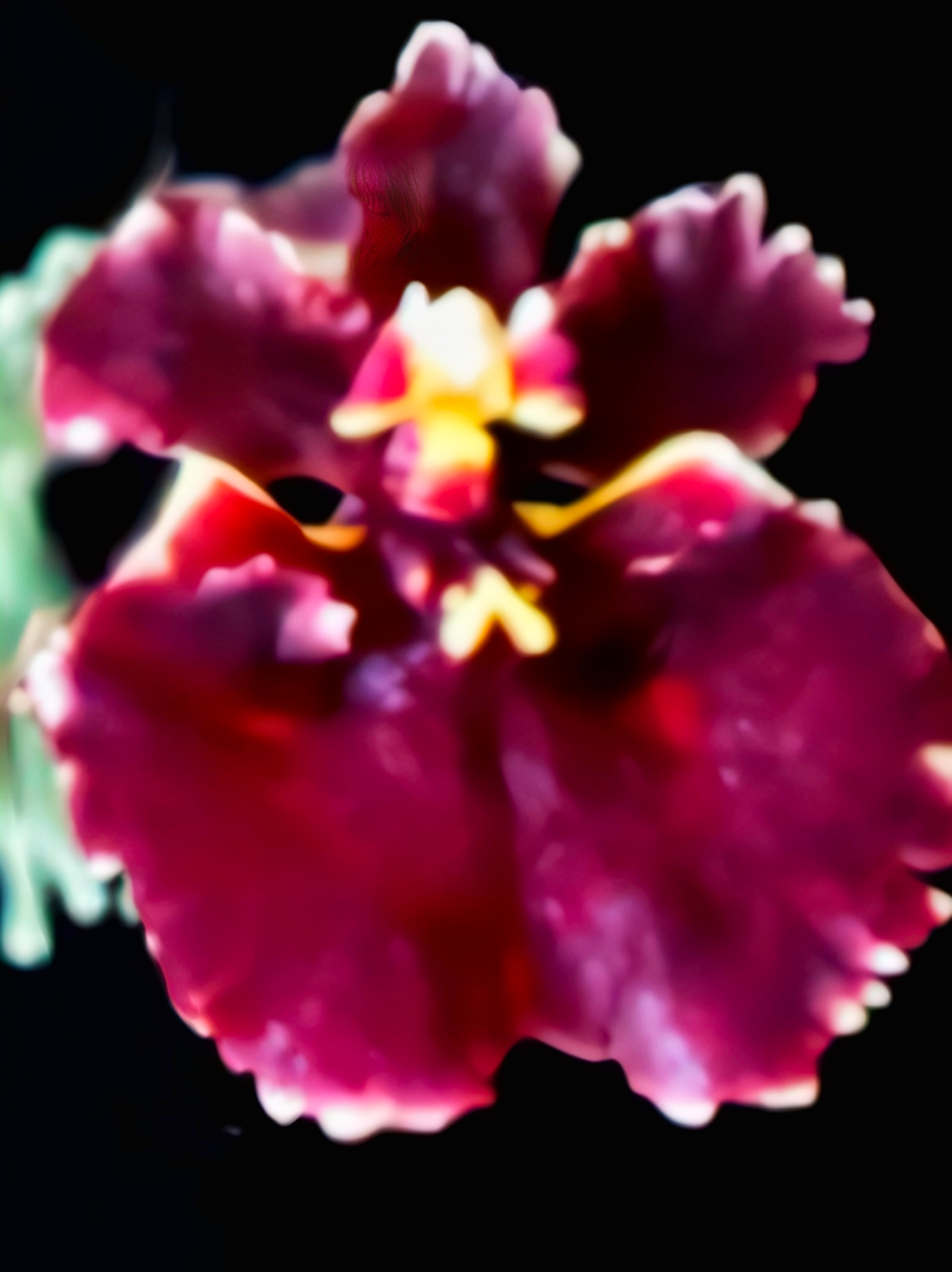 (Tolumnia) Jairak Firm 'Crimson'