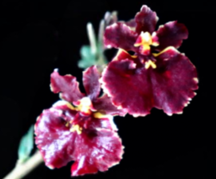 (Tolumnia) Jairak Firm 'Crimson'