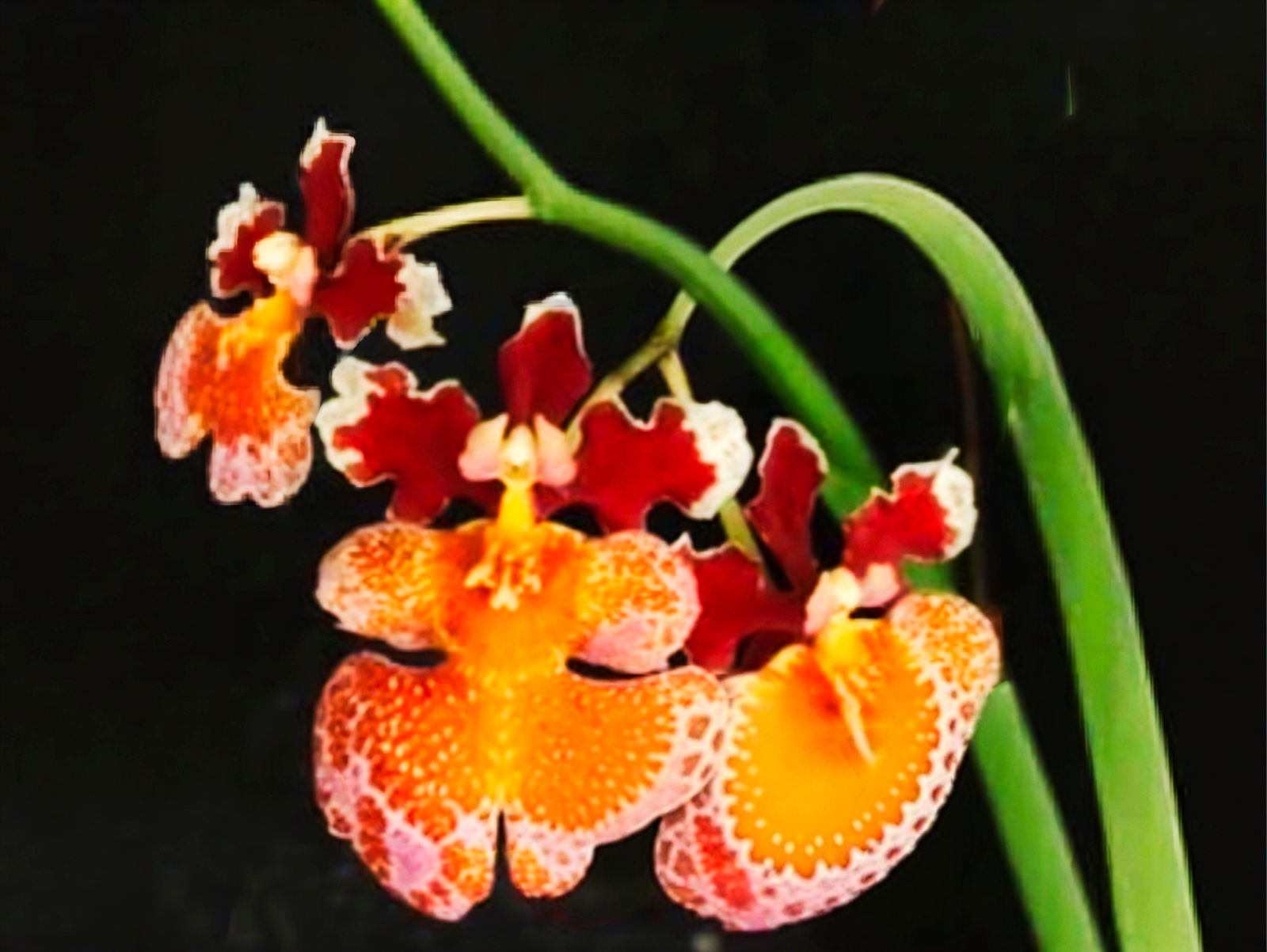 (Tolumnia) Hybrids