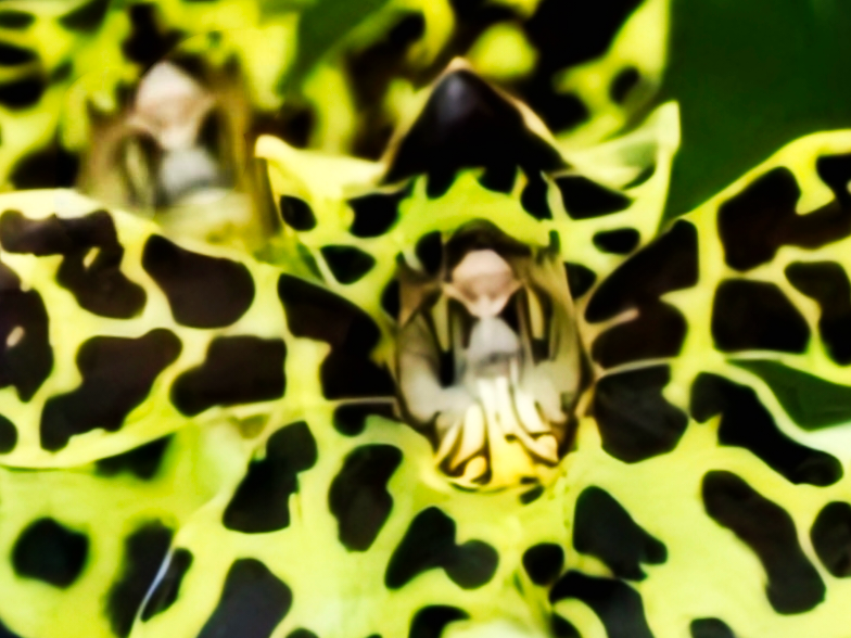 (Grammatophyllum) Pakkret Leo Asgard