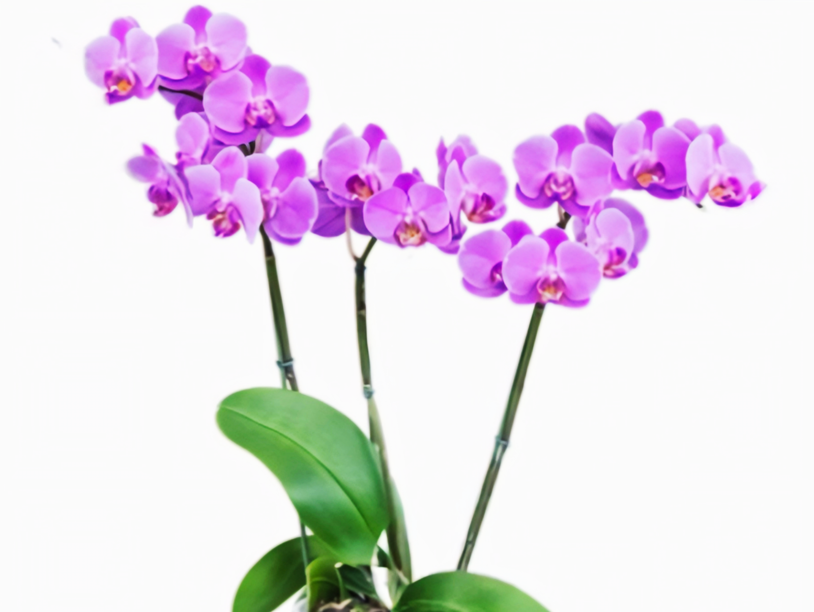 (Phalaenopsis) Dream On (234575)