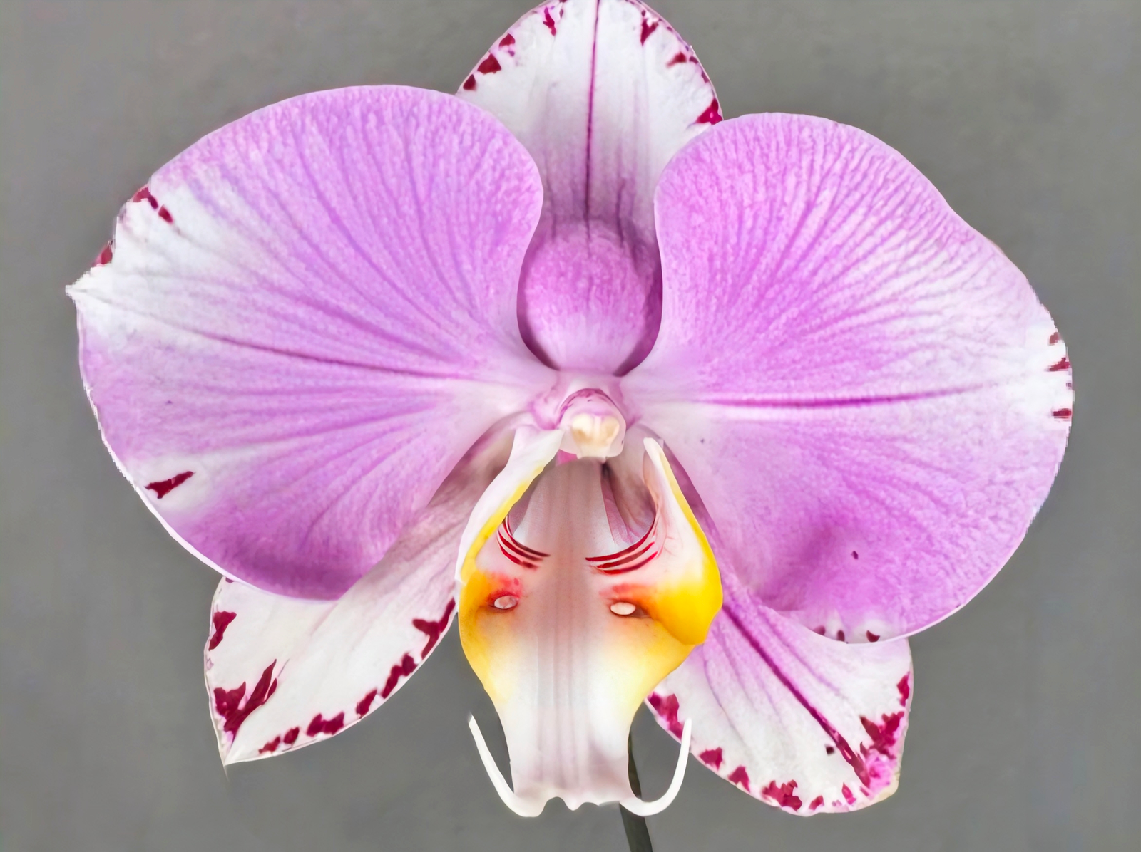 (Phalaenopsis) Art Nouveau (313711)