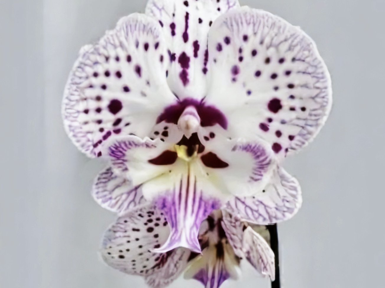(Phalaenopsis) Secret Messages (315028)