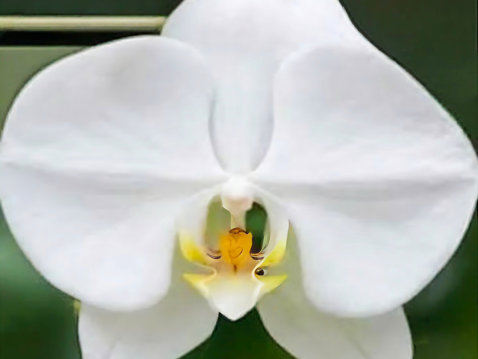 (Phalaenopsis) Silver Light (341628)