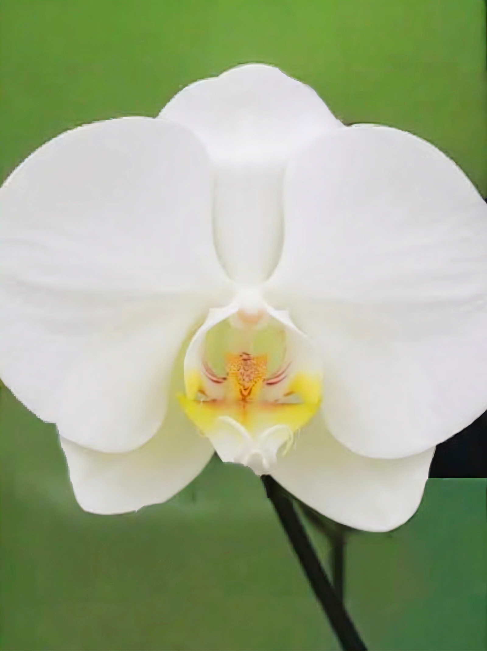(Phalaenopsis) Silver Light (341628)