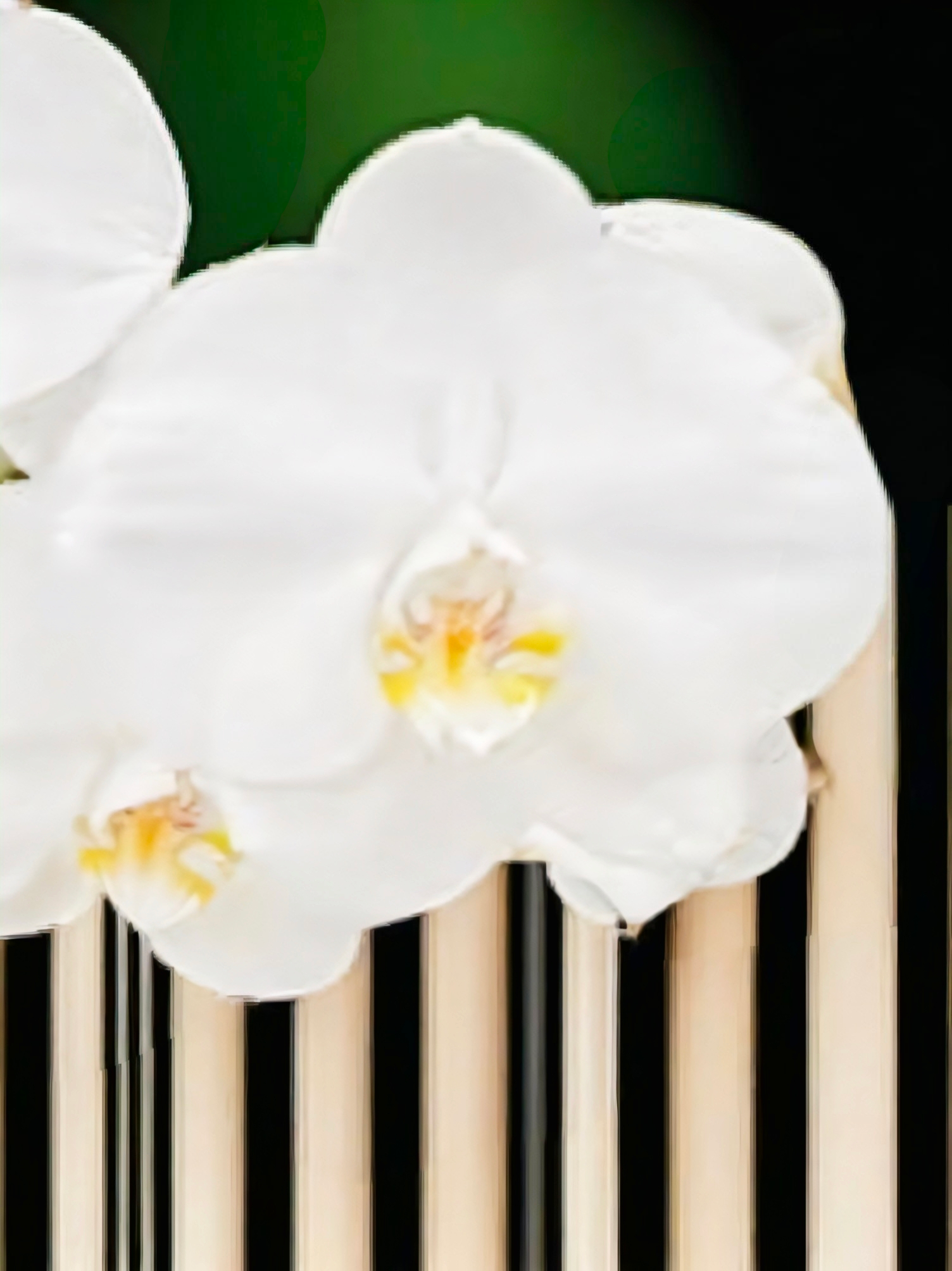 (Phalaenopsis) Cliffhanger (345030)
