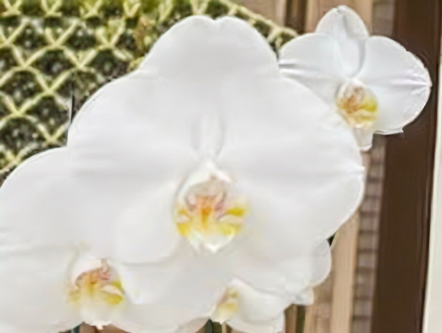 (Phalaenopsis) Cliffhanger (345030)