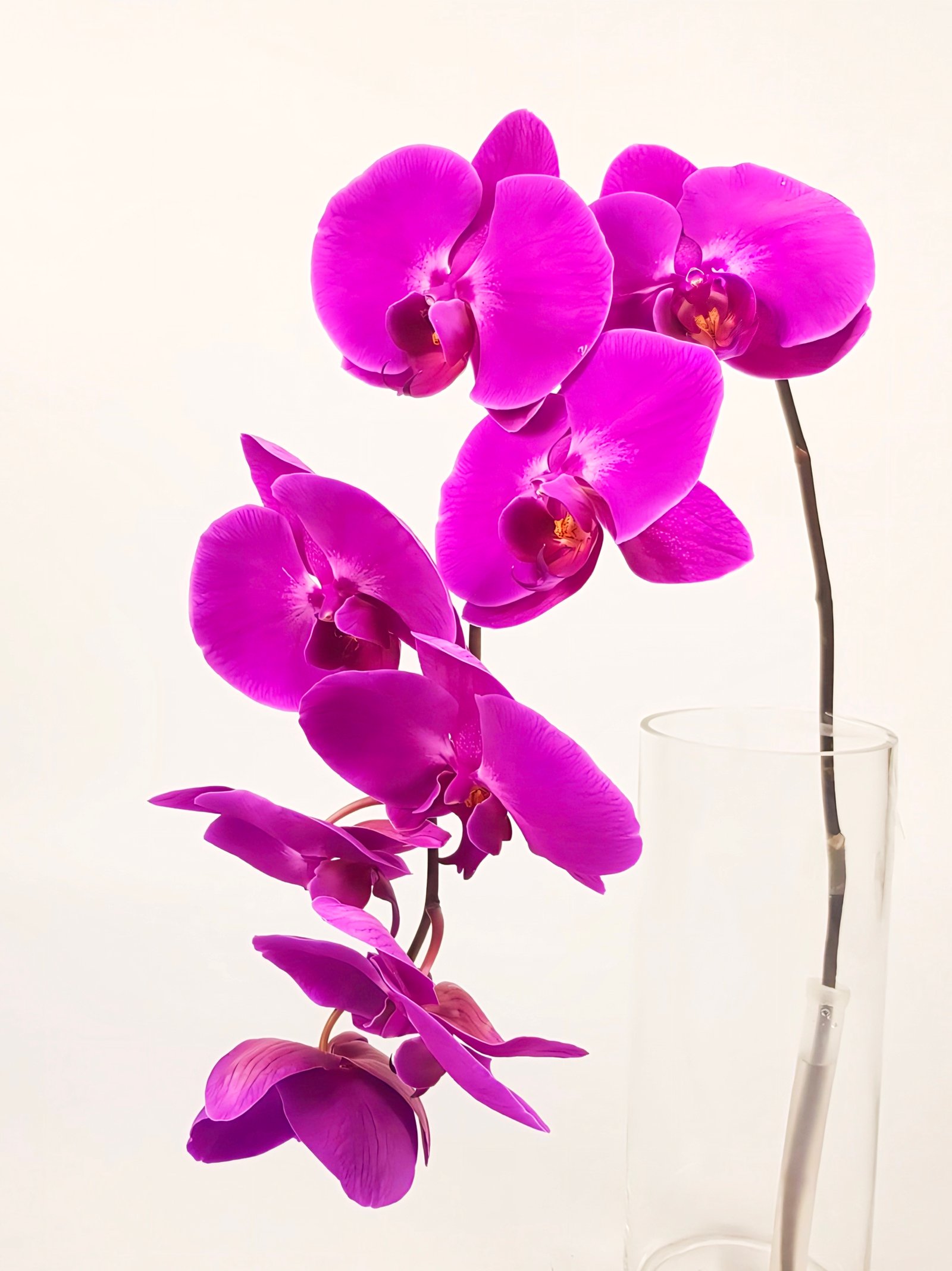 (Phalaenopsis) Freeride (352045)