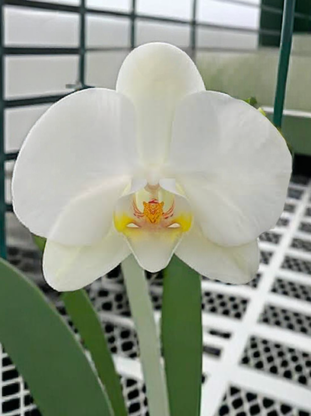 (Phalaenopsis) Snow Compass (343027)