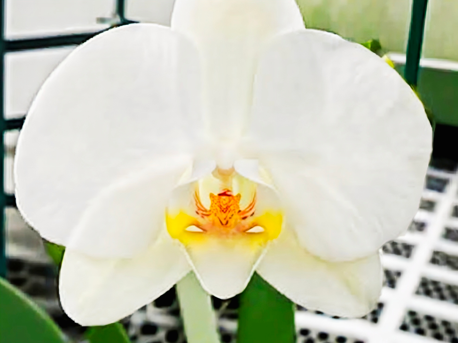 (Phalaenopsis) Snow Compass (343027)