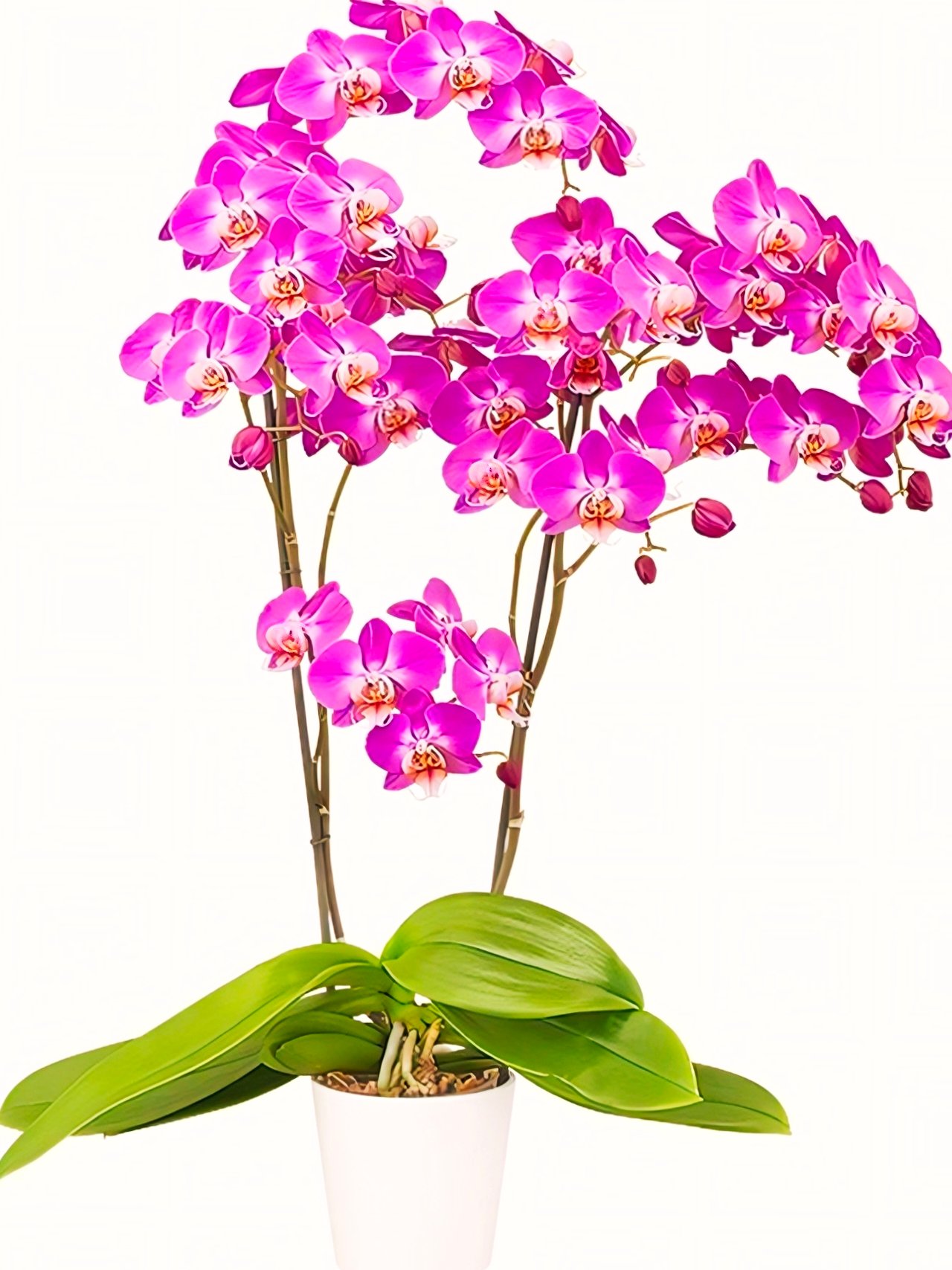 (Phalaenopsis) Purple Dust (332209)