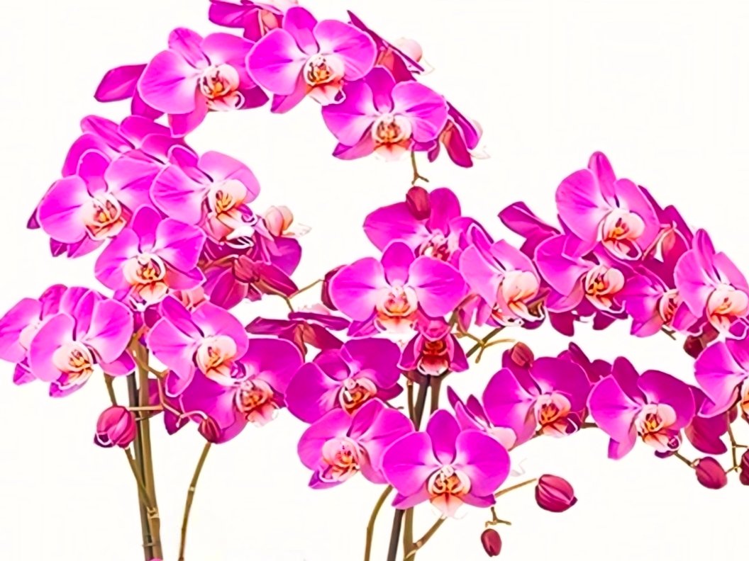 (Phalaenopsis) Purple Dust (332209)