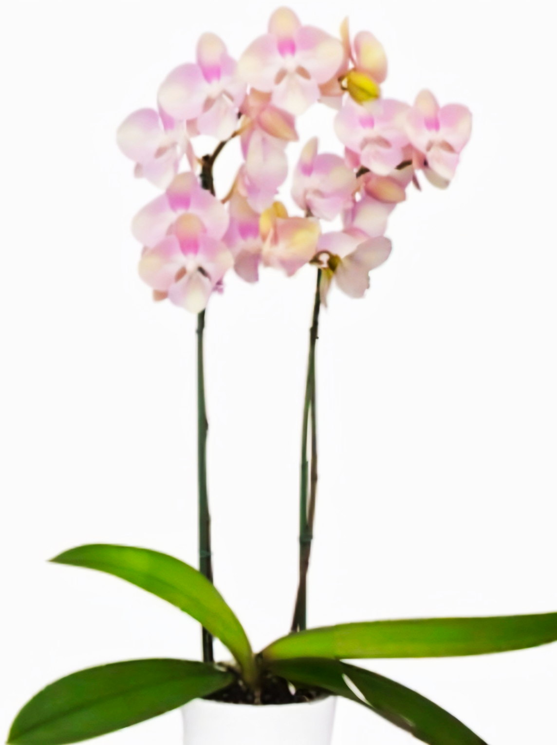 (Phalaenopsis) Venetian Carnival (314214)