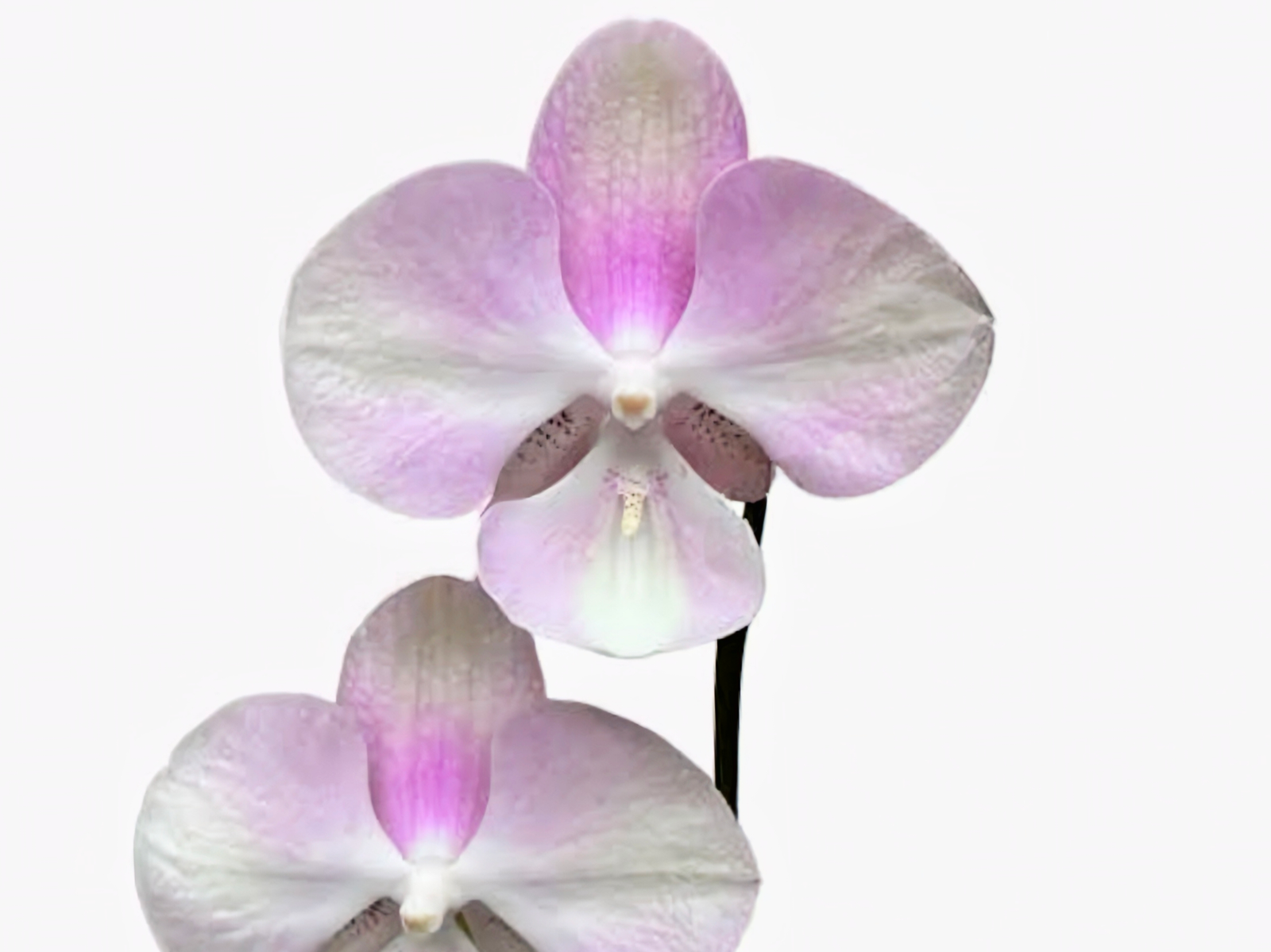 (Phalaenopsis) Venetian Carnival (314214)