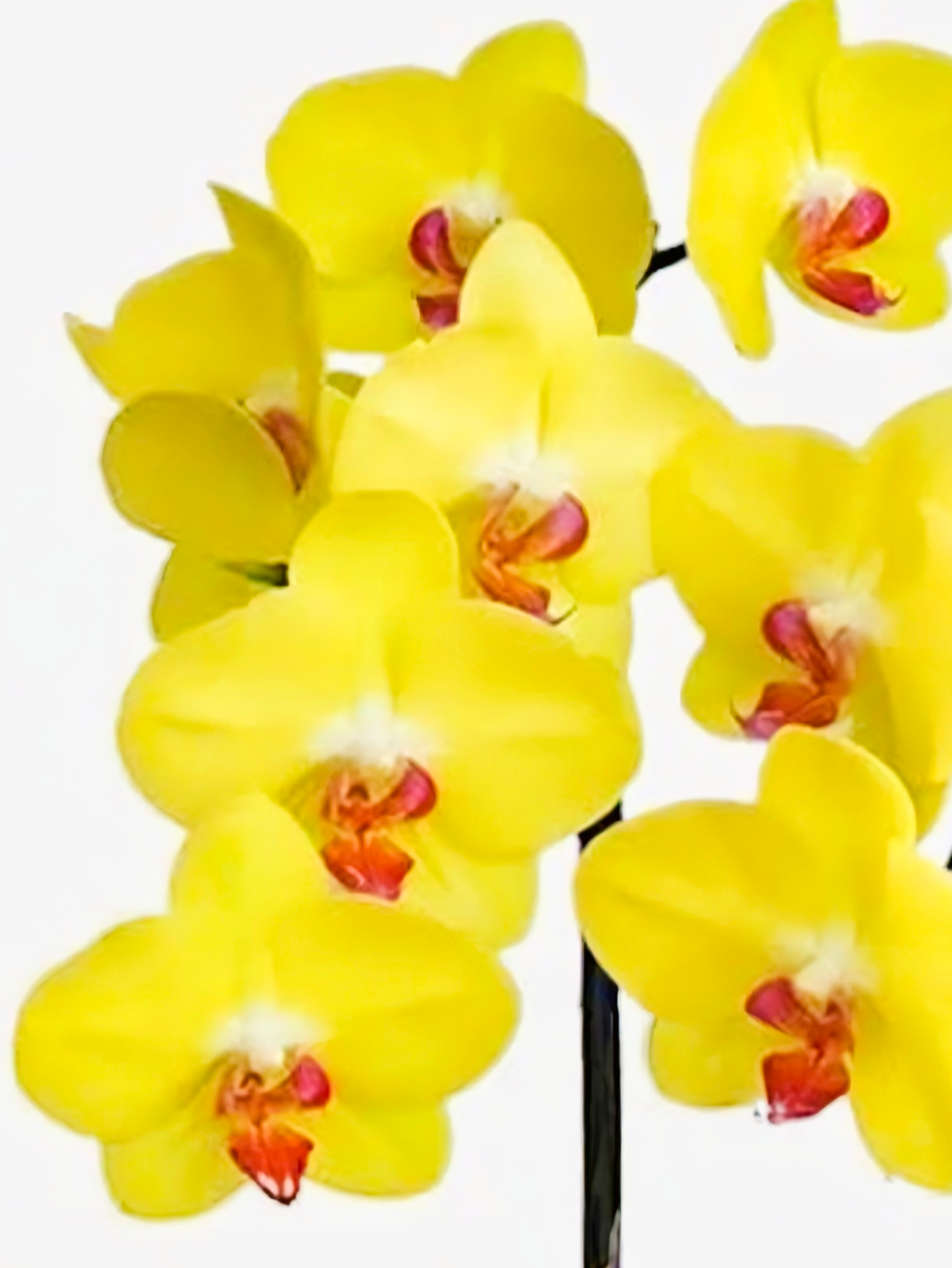 (Phalaenopsis) MiraFlore (351709)