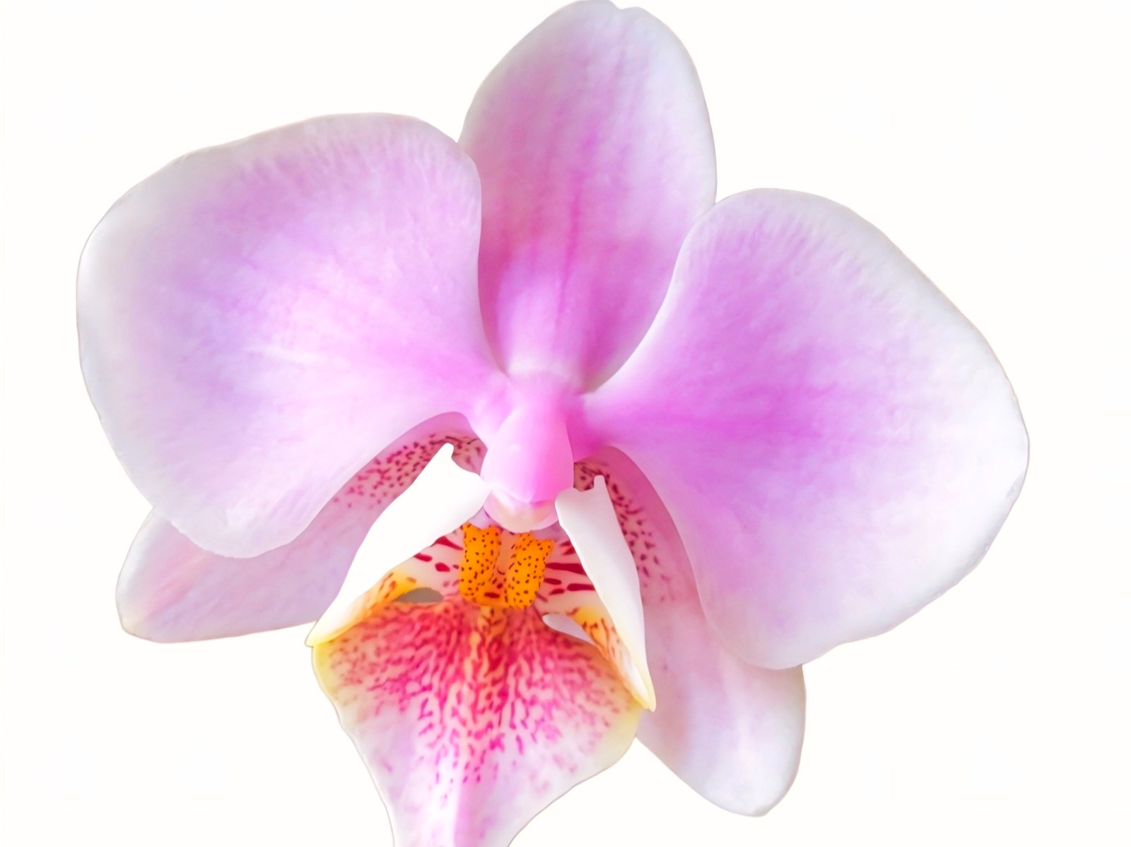 (Phalaenopsis) Gentle Eminence (334912)