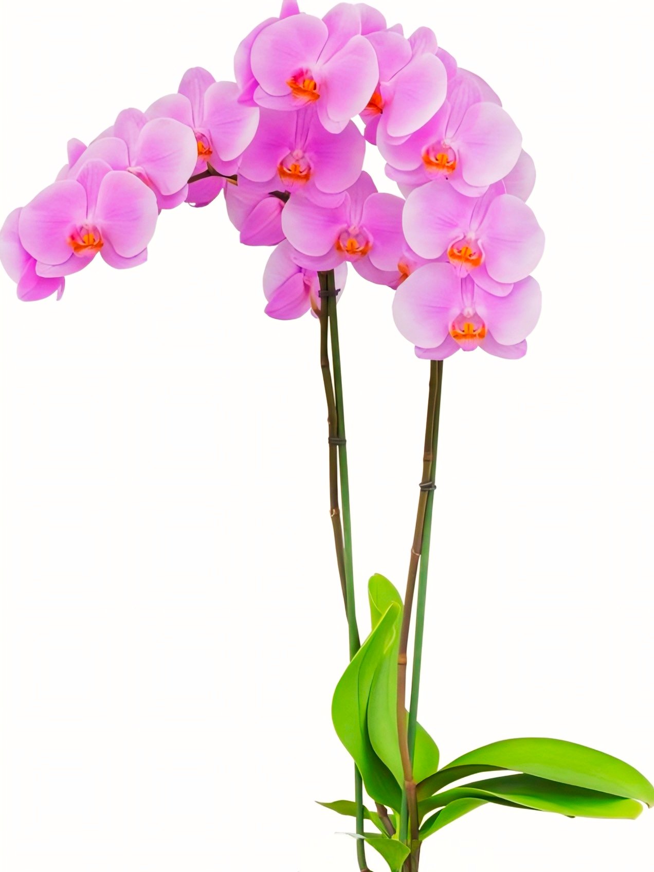 (Phalaenopsis) Gentle Eminence (334912)
