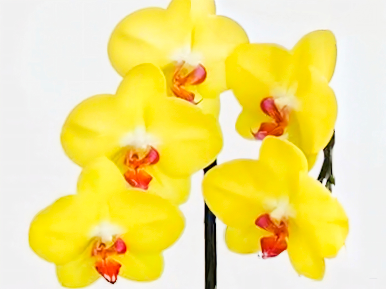 (Phalaenopsis) MiraFlore (351709)
