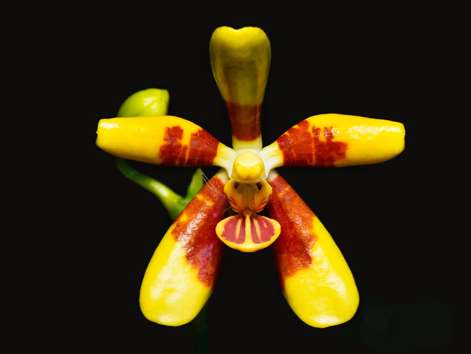(Phalaenopsis) Goldilocks (253697)