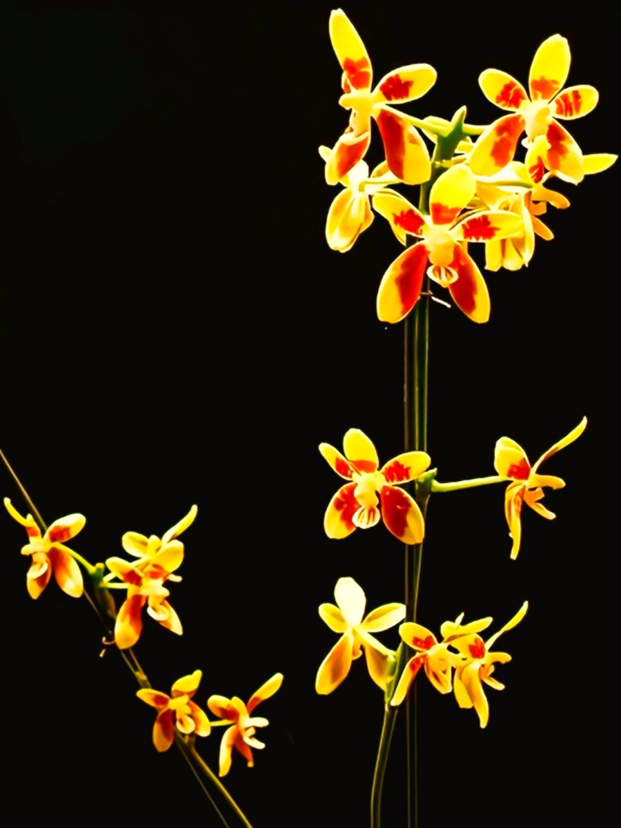 (Phalaenopsis) Goldilocks (253697)
