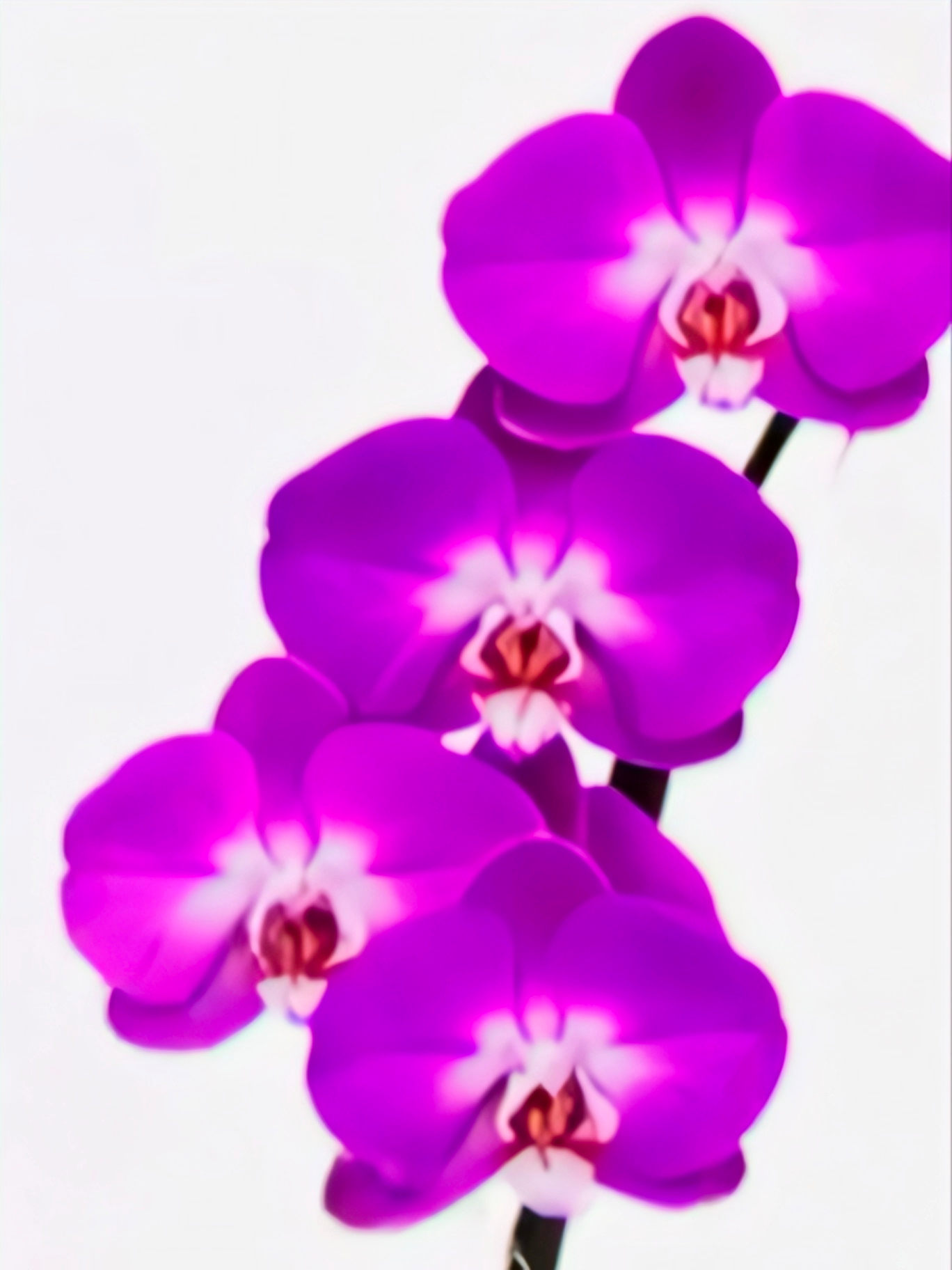 (Phalaenopsis) Lady Fantasy (333671)