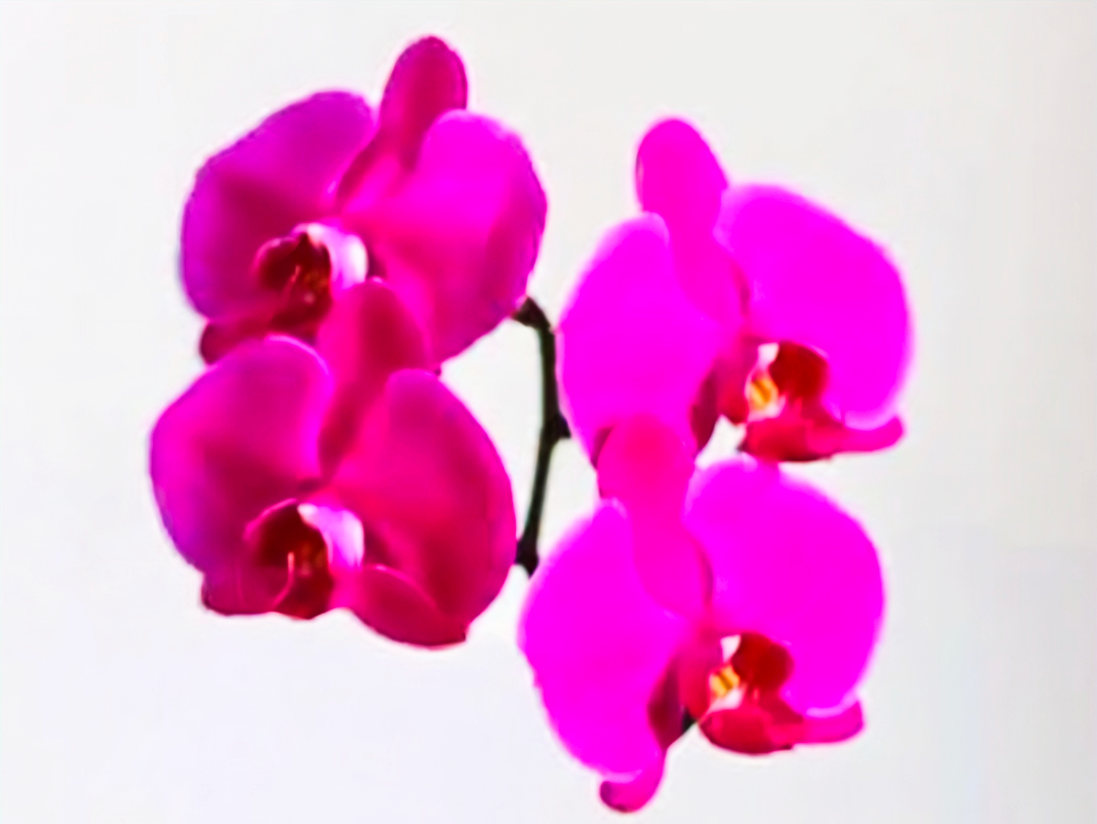 (Phalaenopsis) Lady Fantasy (333671)