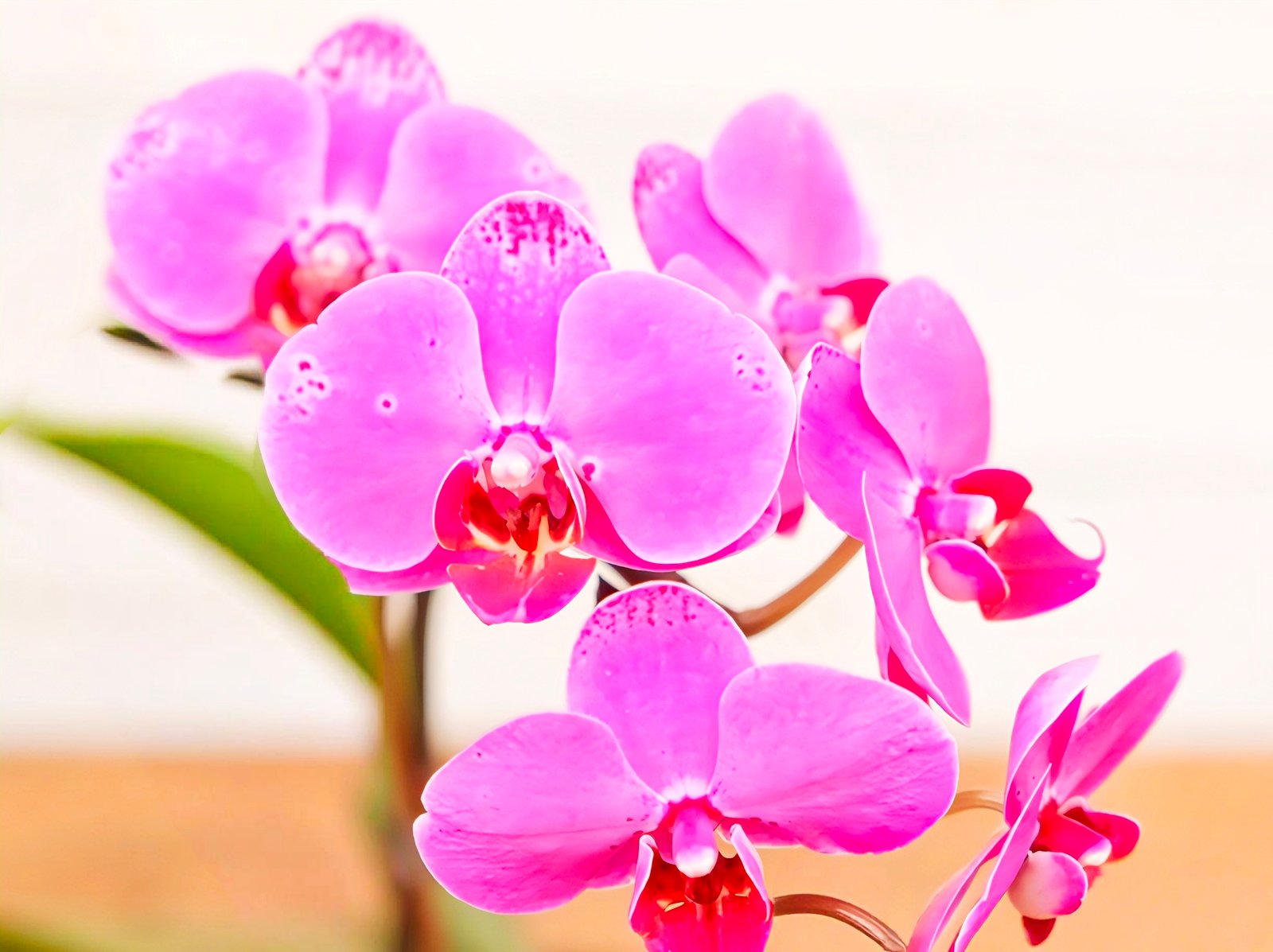 (Phalaenopsis) Herores (314140)