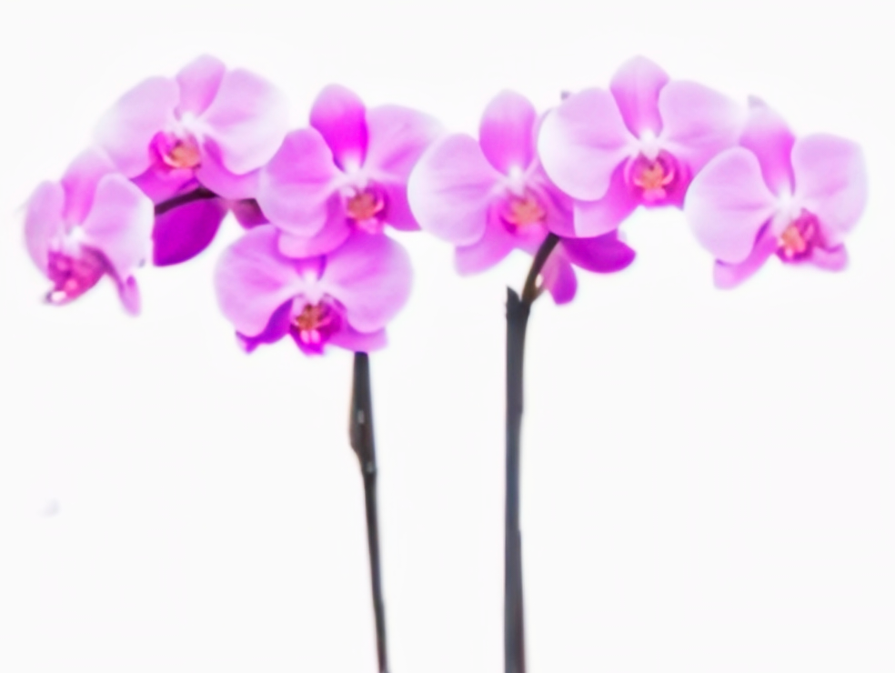 (Phalaenopsis) Ladies Day (333673)