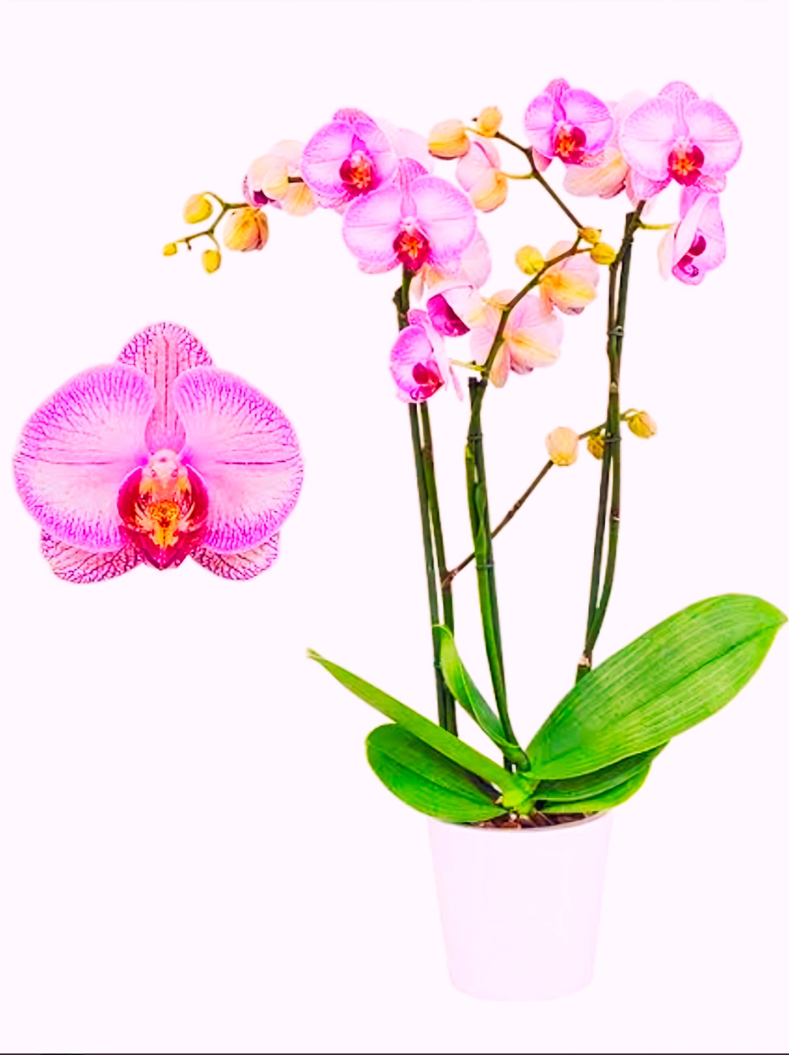 (Phalaenopsis) Impulsive (314919)