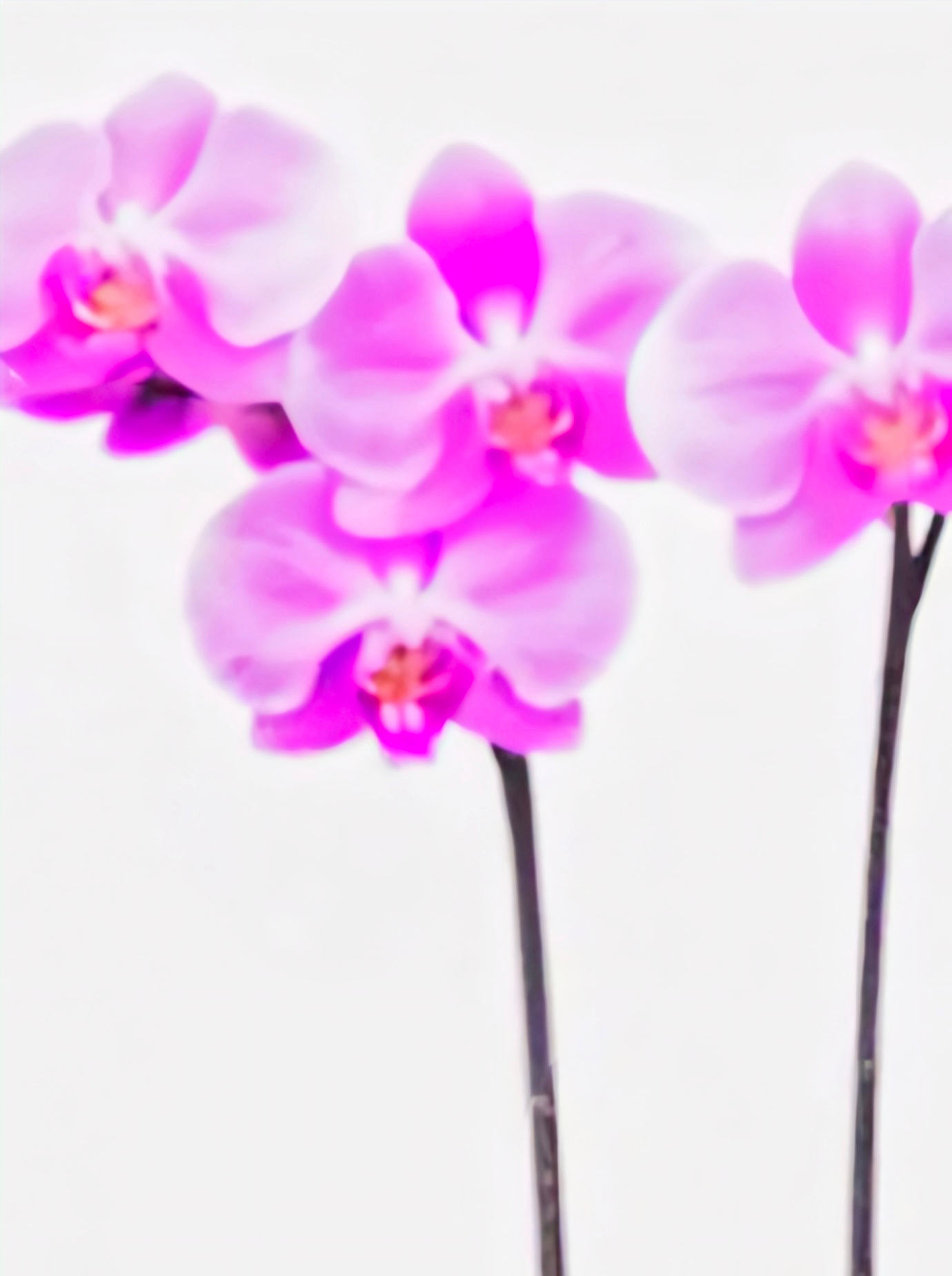 (Phalaenopsis) Ladies Day (333673)