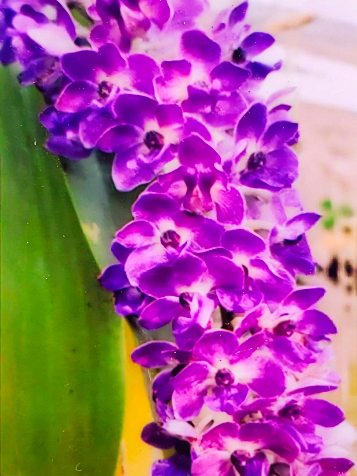 (Foxtail/ Rhynchostylis) Rhy. Gigantea Blue