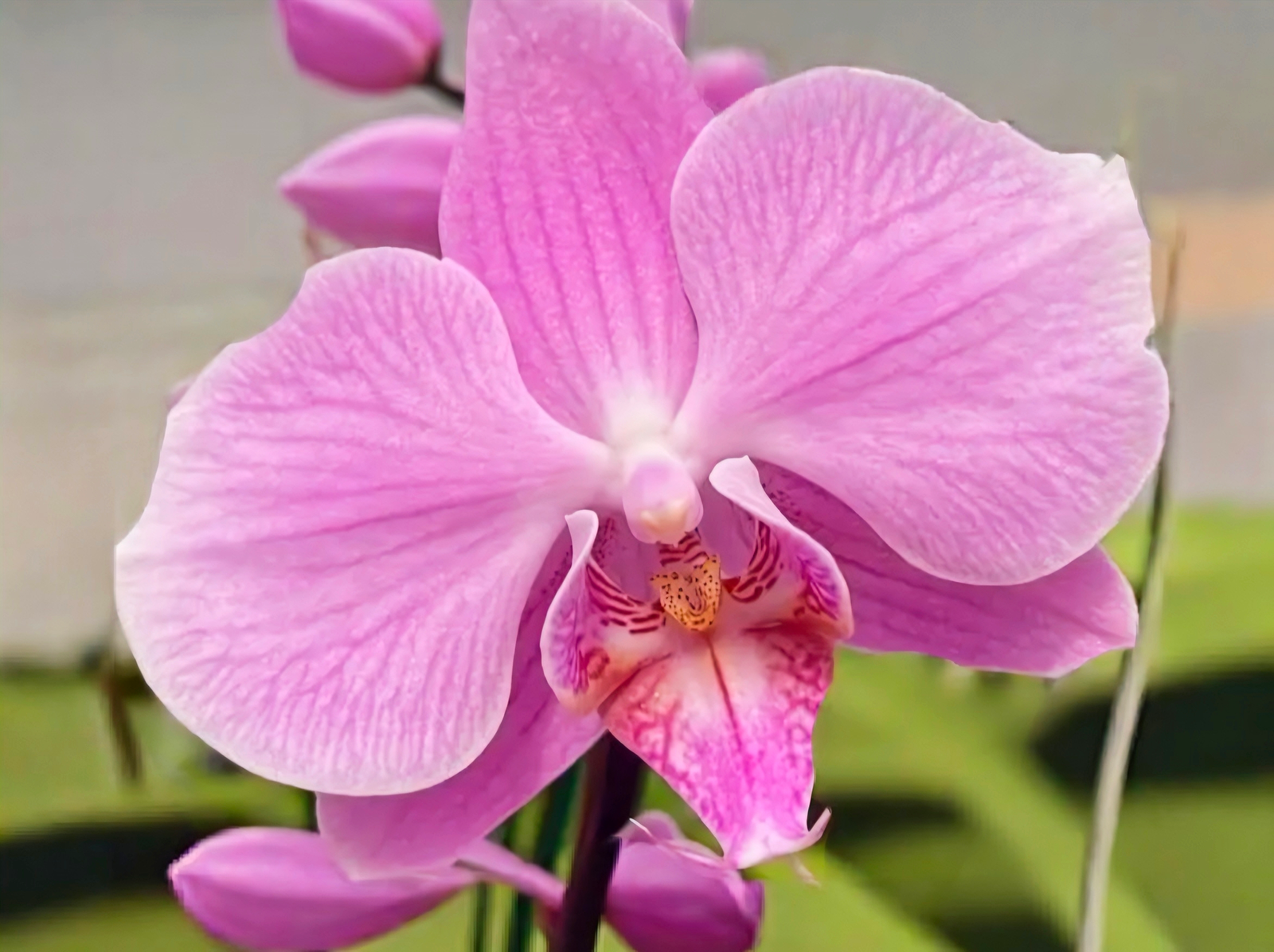 (Phalaenopsis) Spring Glow (333367)