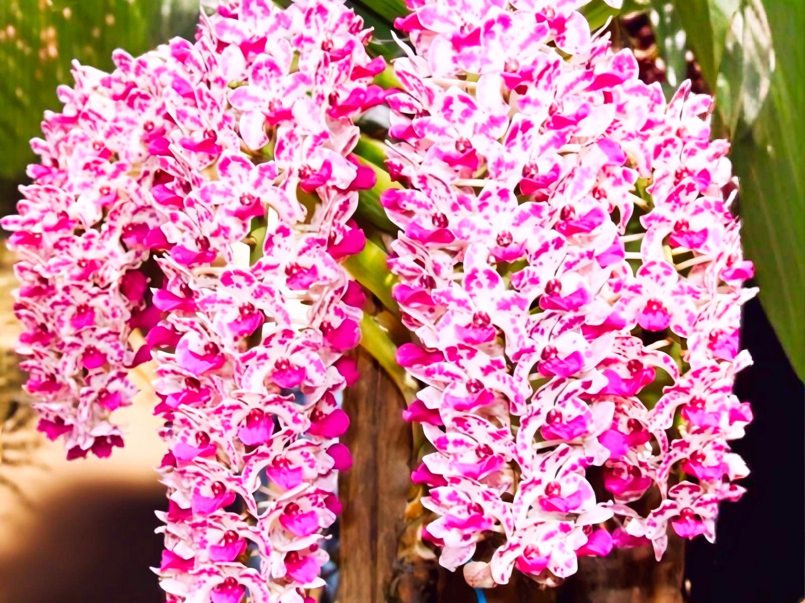 (Foxtail/ Rhynchostylis) Rhy. Gigantea Spotted Pink