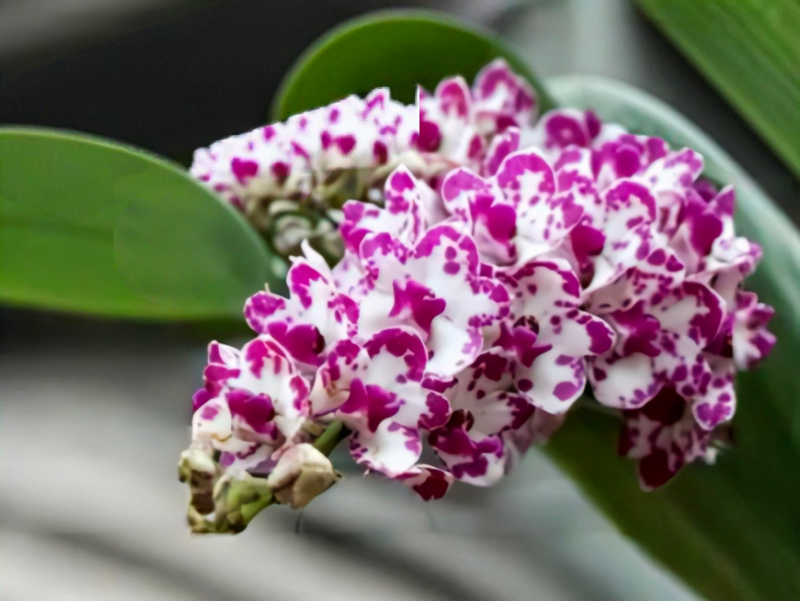 (Foxtail/ Rhynchostylis) Rhy. Gigantea Ply