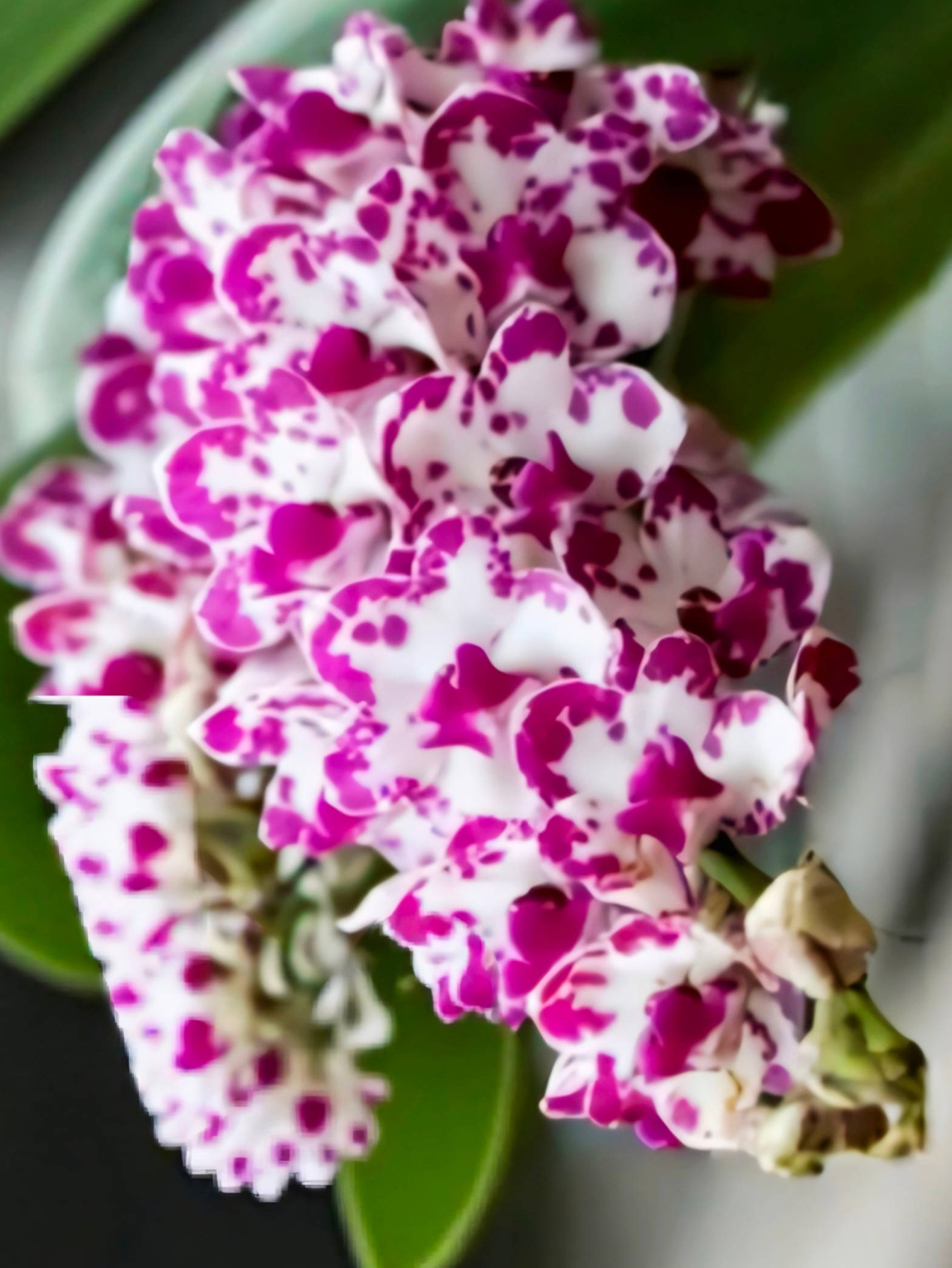 (Foxtail/ Rhynchostylis) Rhy. Gigantea Ply