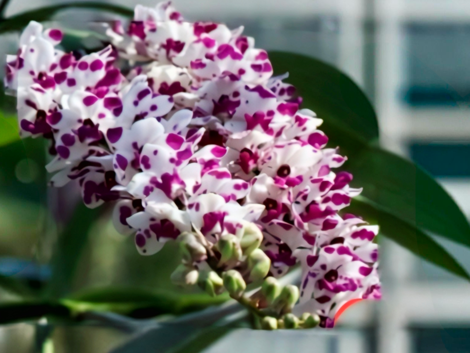 (Foxtail/ Rhynchostylis) Rhy. Gigantea Cartoon