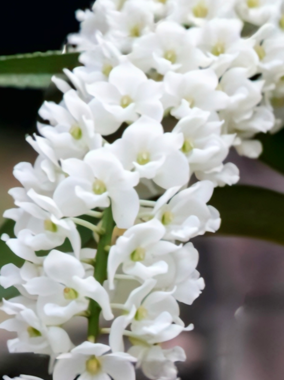 (Foxtail/ Rhynchostylis) Rhy. Gigantea White