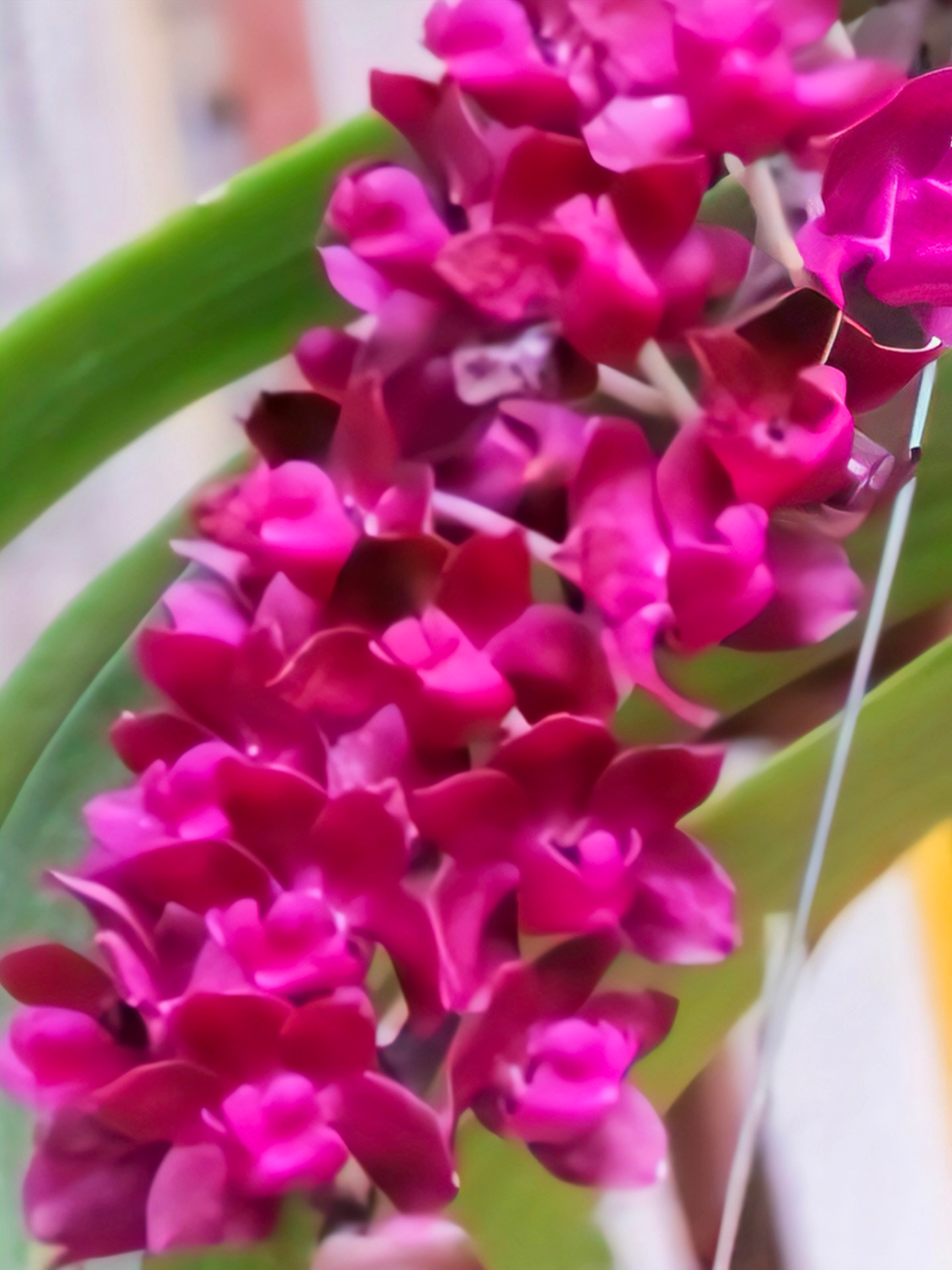 (Foxtail/ Rhynchostylis) Rhy. Gigantea Red