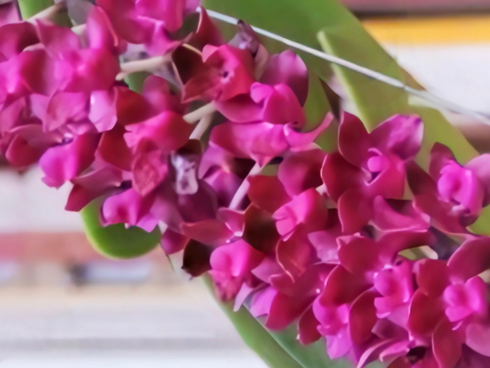 (Foxtail/ Rhynchostylis) Rhy. Gigantea Red