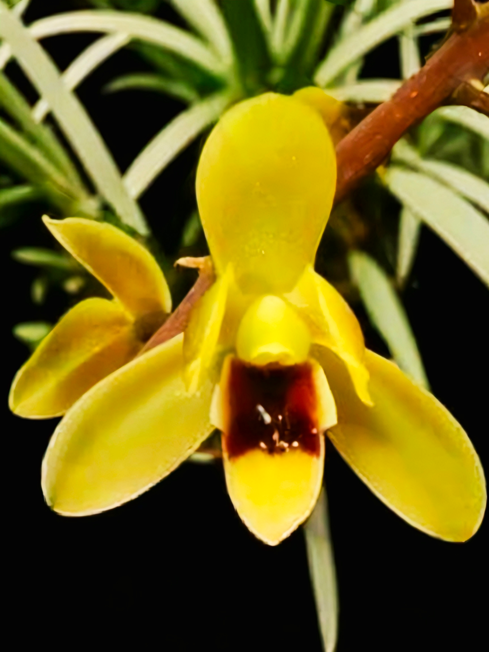 (Cymbidium HTC) Madiclum x hanalei alba